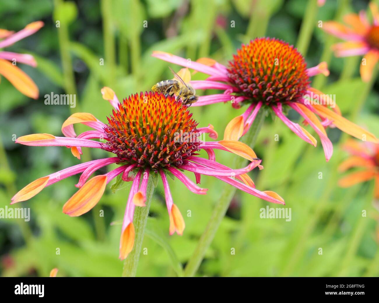 Fiori di Echinacea "Orange Passion" dai colori vivaci e un'ape di miele che raccoglie polline e nettare Foto Stock