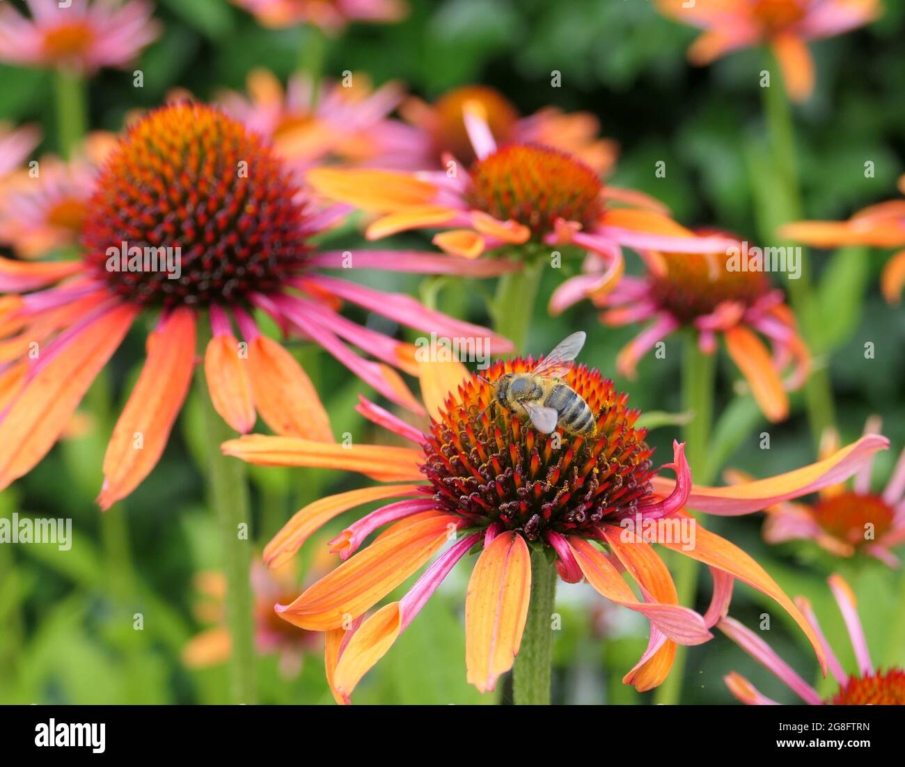 Fiori di Echinacea "Orange Passion" dai colori vivaci e un'ape di miele che raccoglie polline e nettare Foto Stock