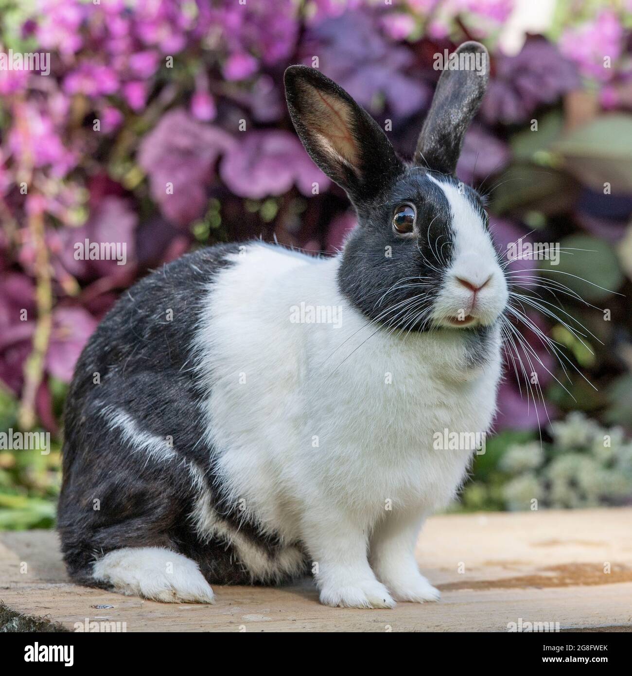 Coniglio olandese Foto Stock