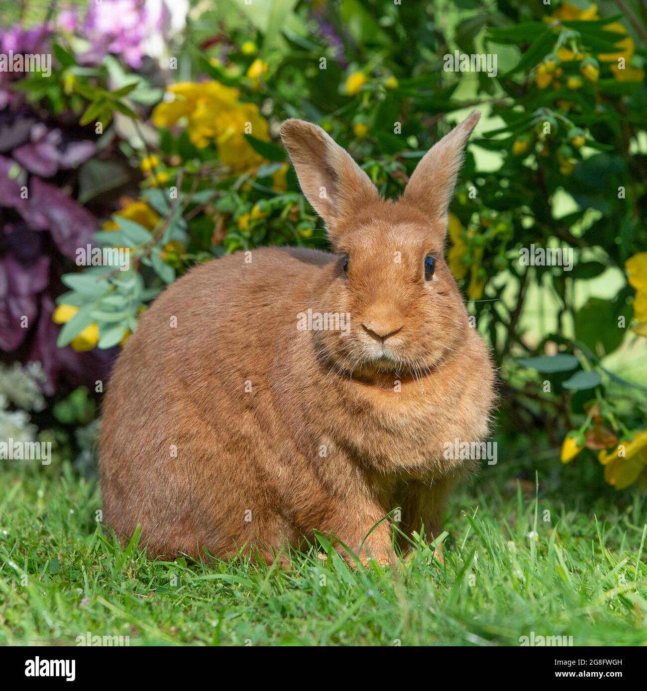 Coniglio rosso olandese Foto Stock