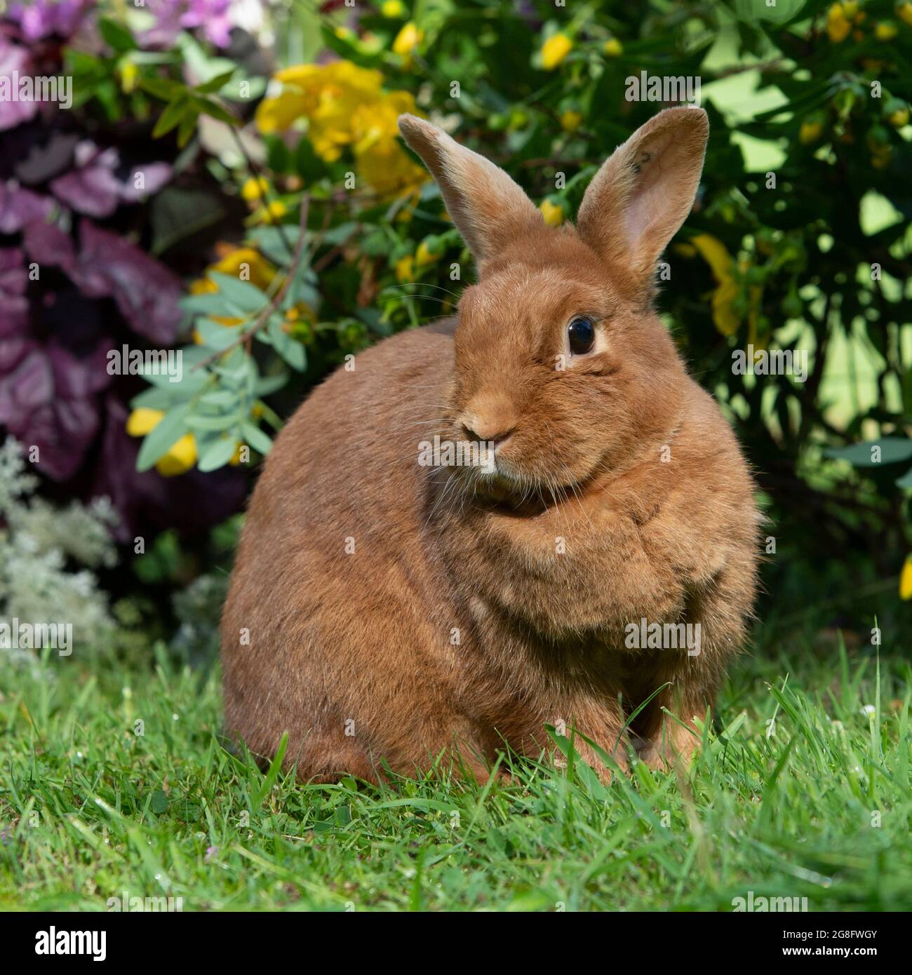 Coniglio rosso olandese Foto Stock