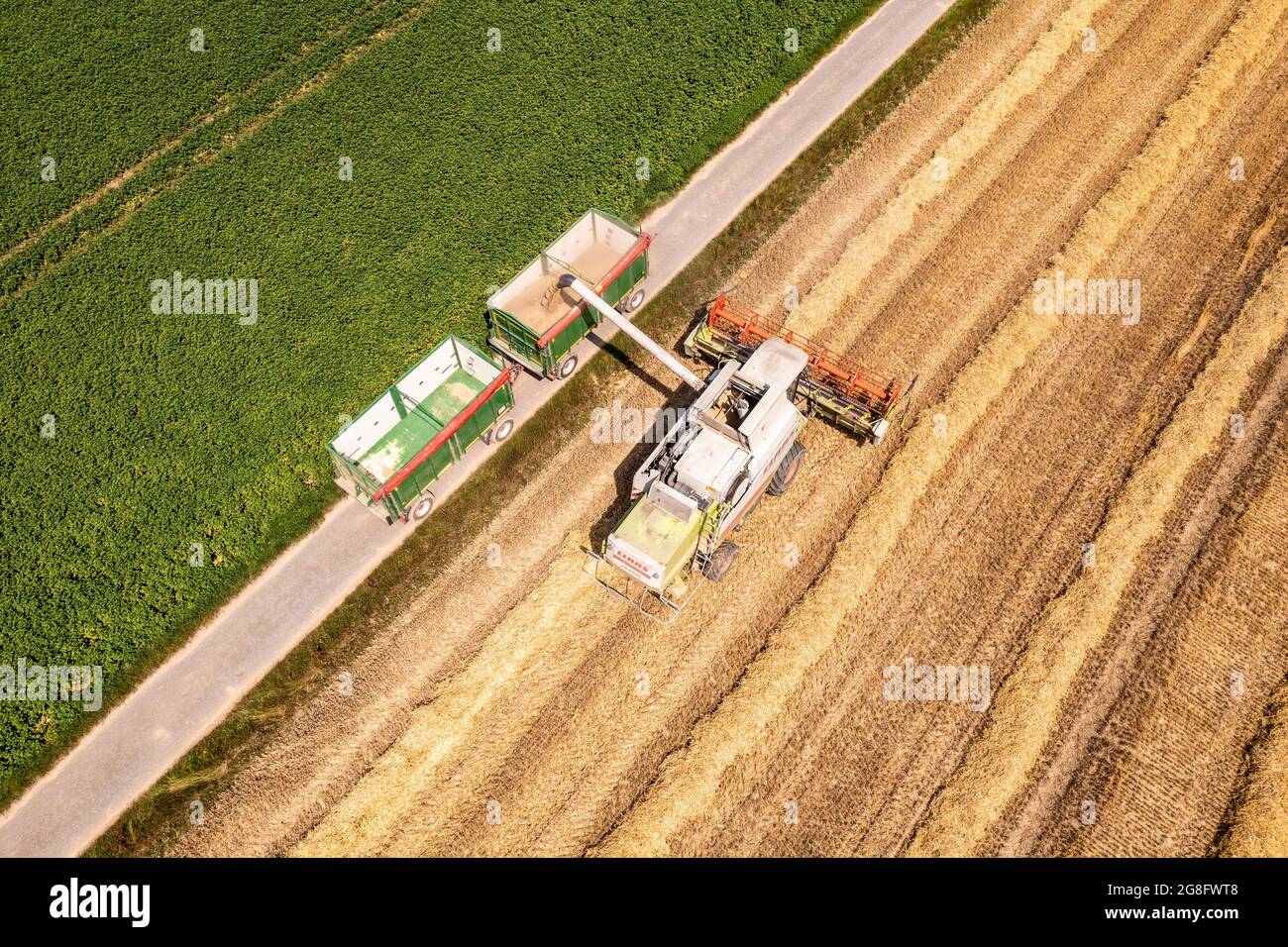 Ein Mähdrescher erntet ein Feld ab. Luftaufnahme Drohnenaufnahme Sommer Foto Stock