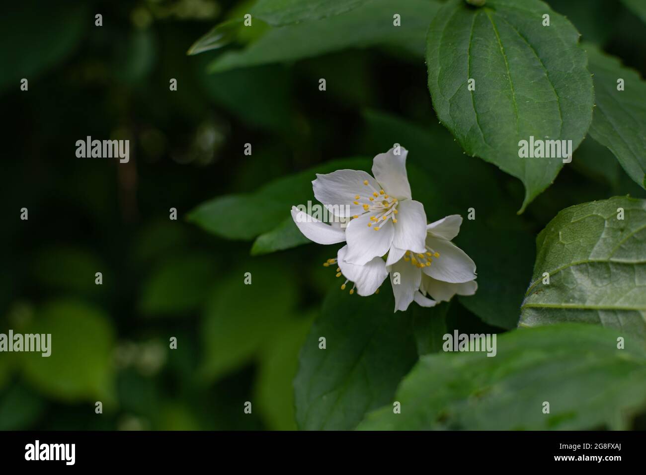 I fiori bianchi di gelsomino sono circondati da foglie verdi su un cespuglio. Foto Stock