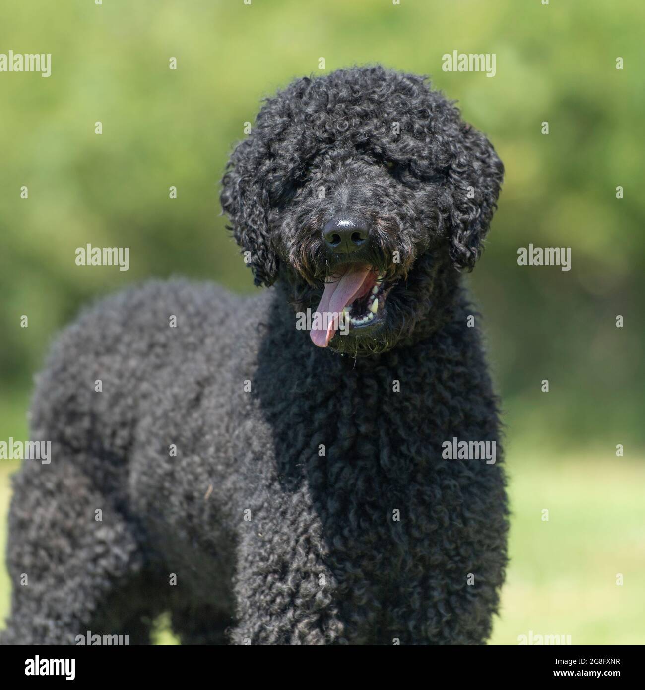 barboncino standard Foto Stock