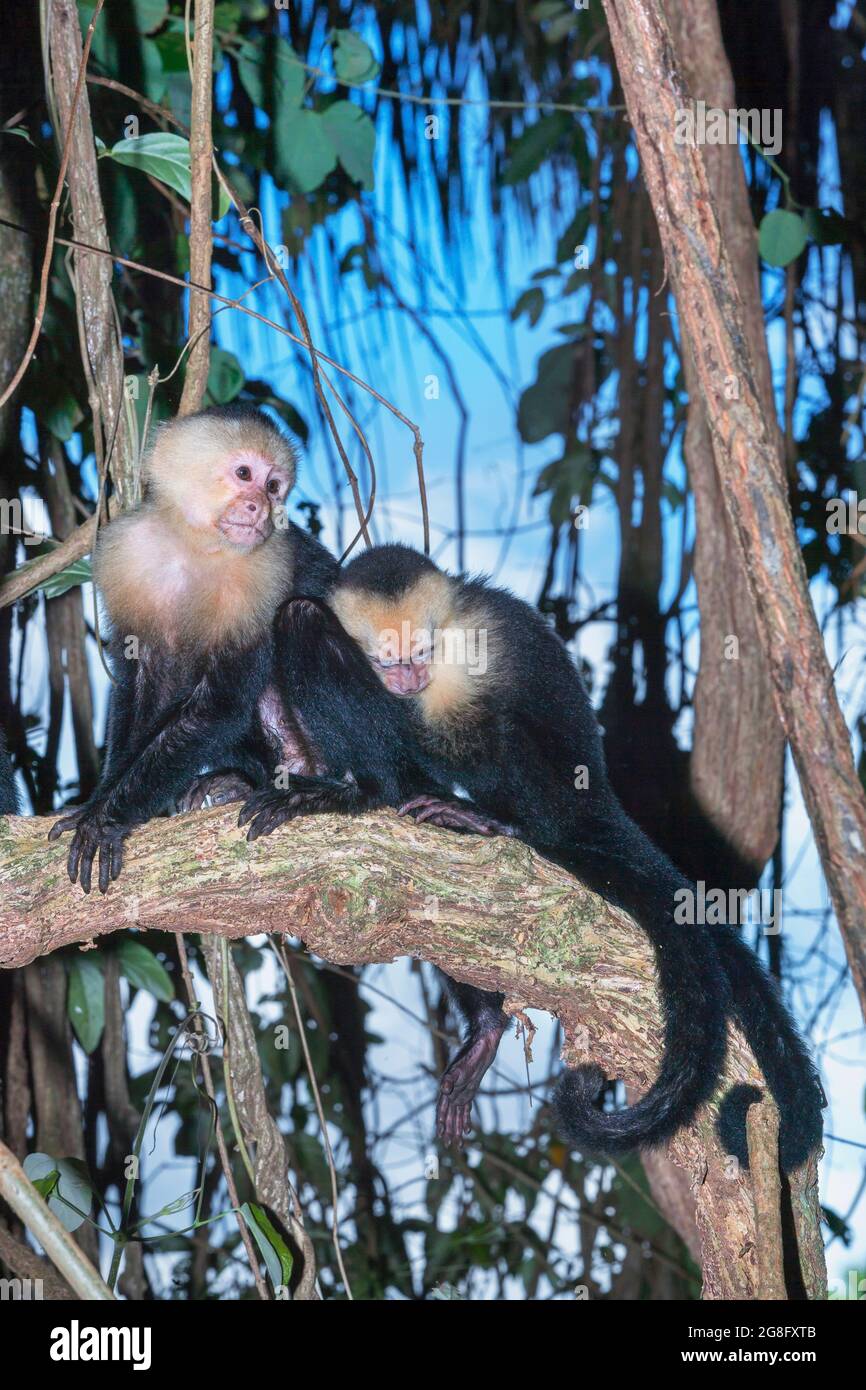 Scimmie cappuccine bianche (Cebus cappucinus) nella foresta pluviale, Parco Nazionale Manuel Antonio, Provincia di Puntarenas, Costa Rica, America Centrale Foto Stock