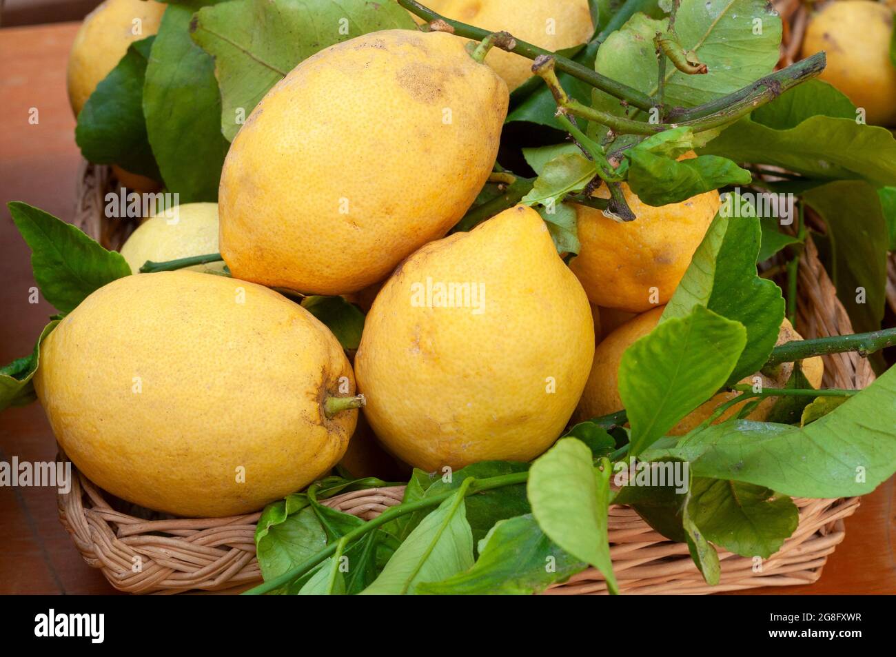Italia, Liguria, Alassio, limoni freschi con foglie in un cesto di vimini a il mercato Foto Stock