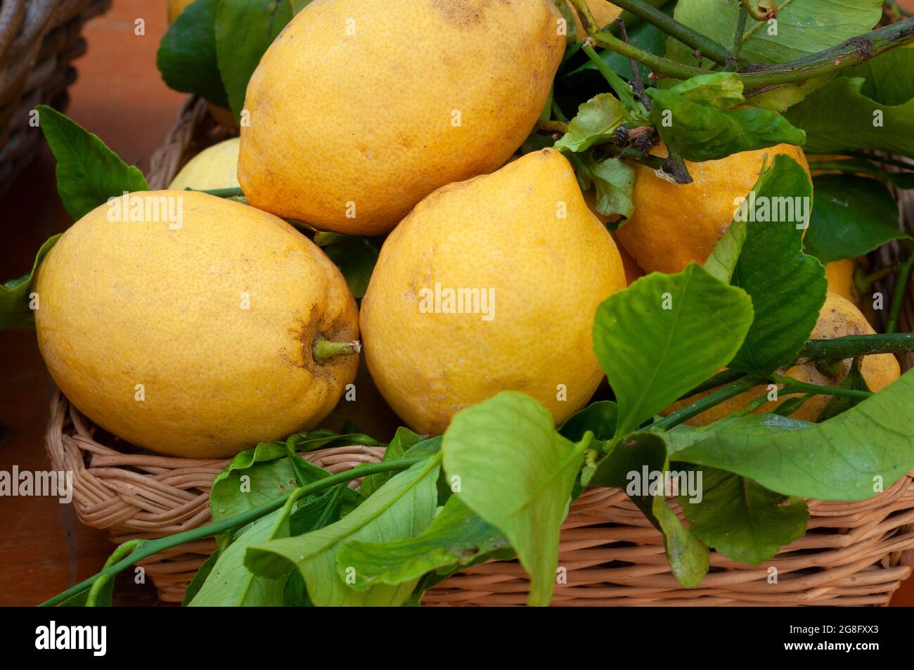 Italia, Liguria, Alassio, limoni freschi con foglie in un cesto di vimini a il mercato Foto Stock