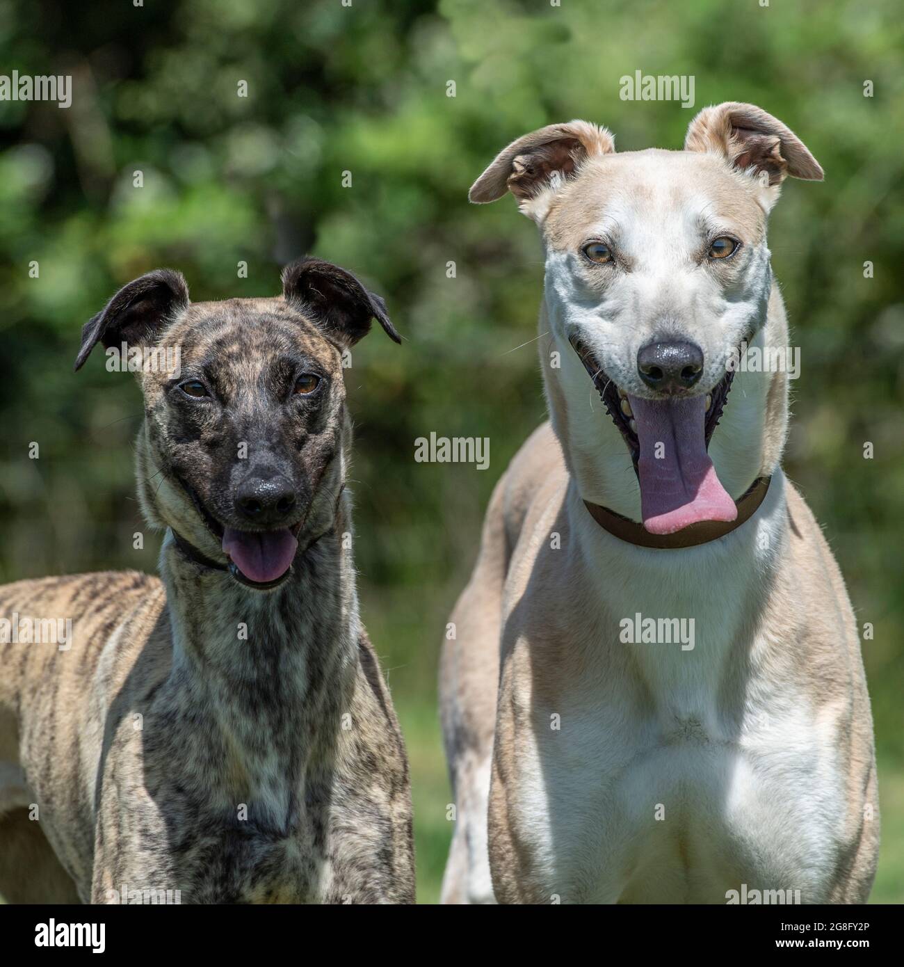 due lurchers Foto Stock