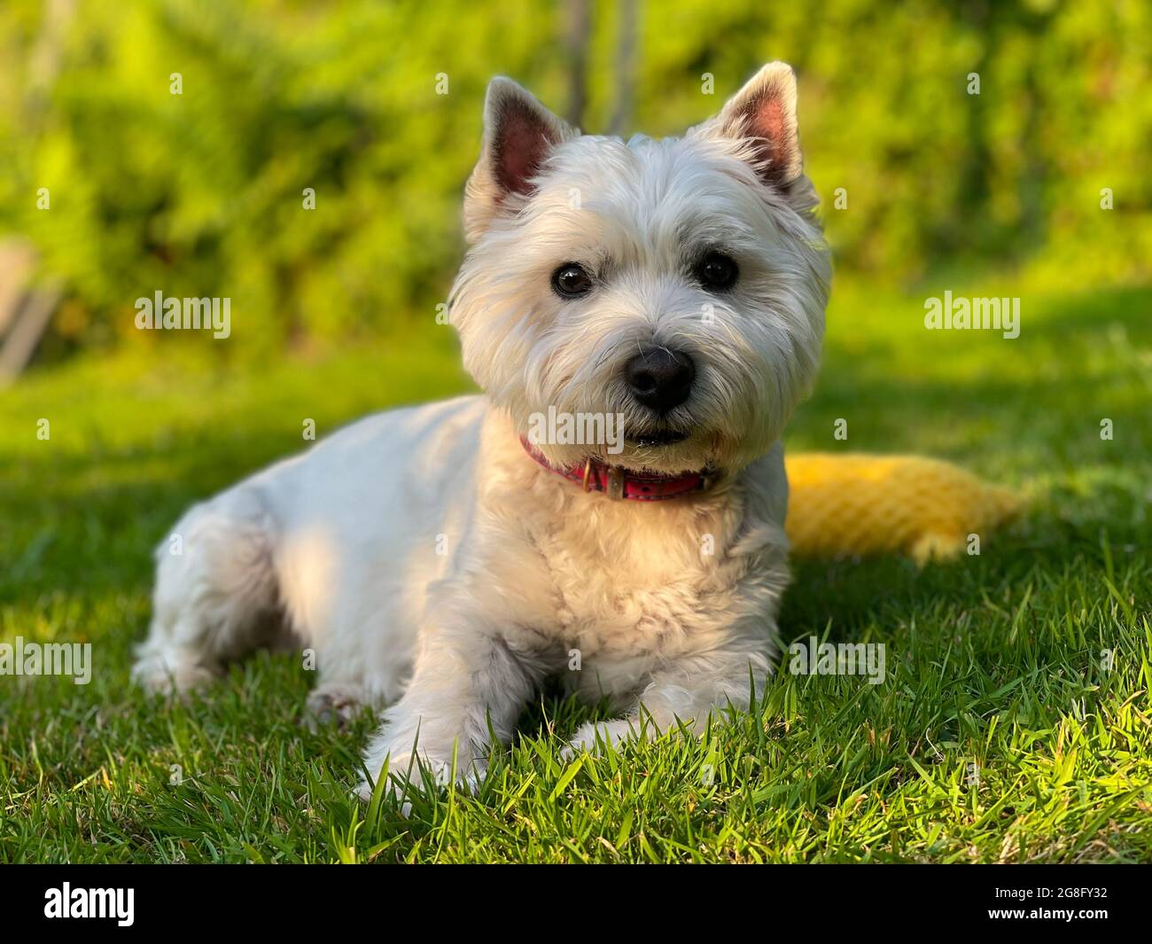 Un simpatico cane terrier bianco dell'altopiano occidentale che giace sull'erba al sole della sera Foto Stock