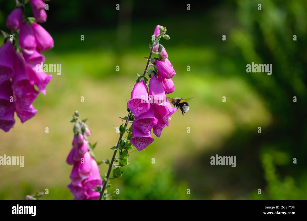 Ape che si nutra su polline e nettare in una volpe guanti fiore viola giardino Foto Stock