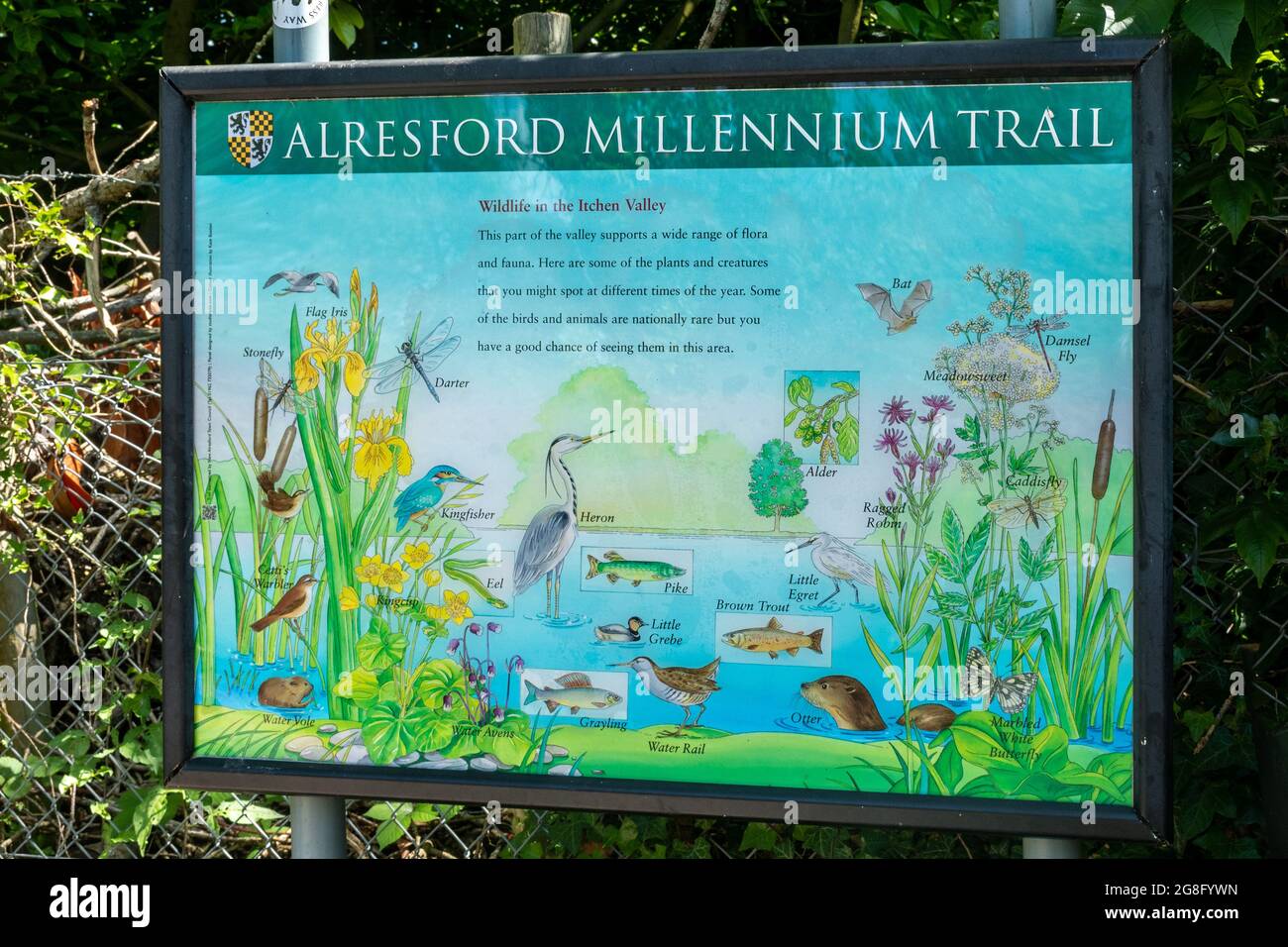 Cartello Alresford Millennium Trail avviso cartello informazioni accanto al fiume ad Alresford, Hampshire, Regno Unito Foto Stock