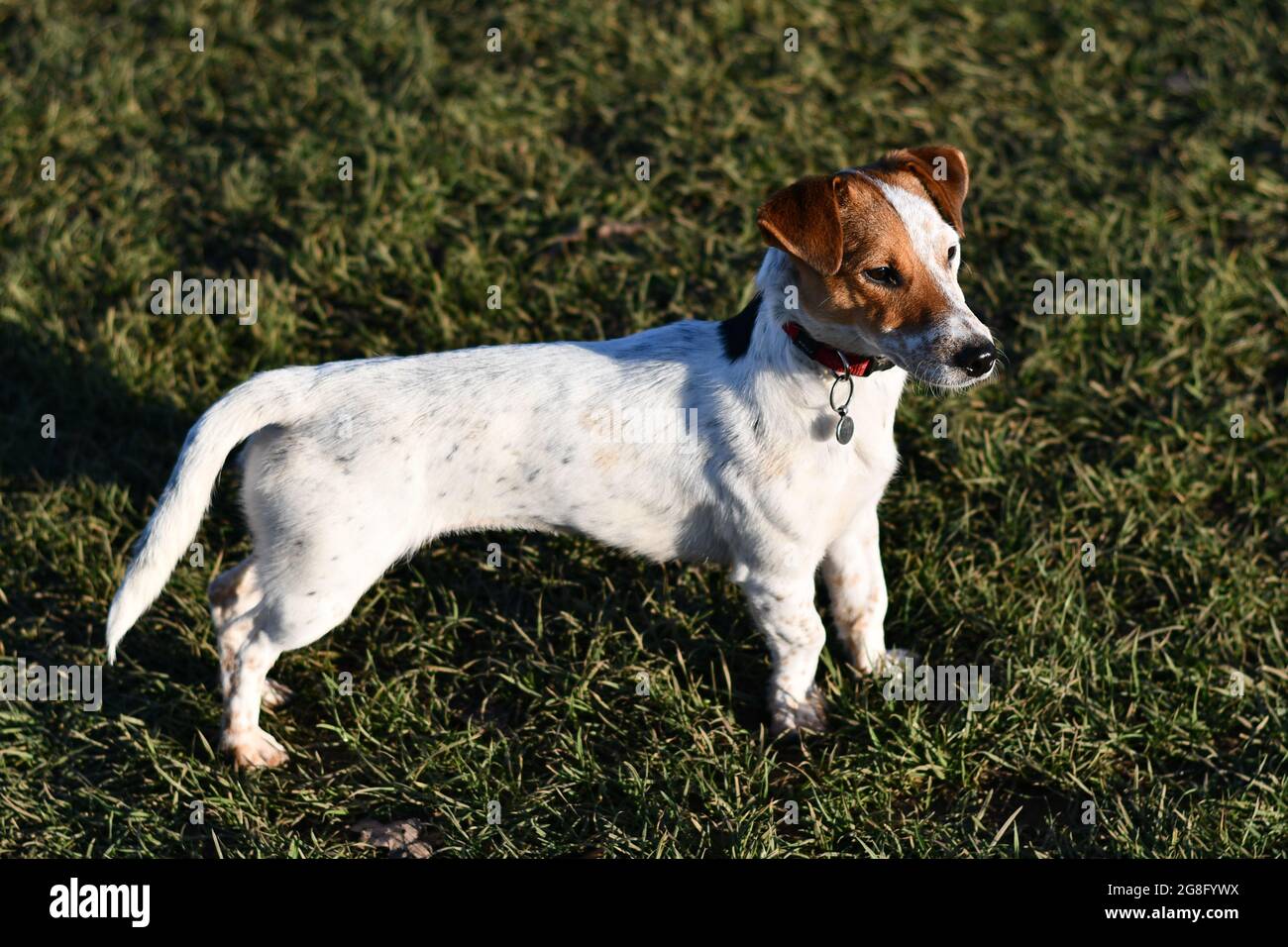 Molly un jack di 2 anni russell terrier in piedi su una patch di erba cercando allerta Foto Stock