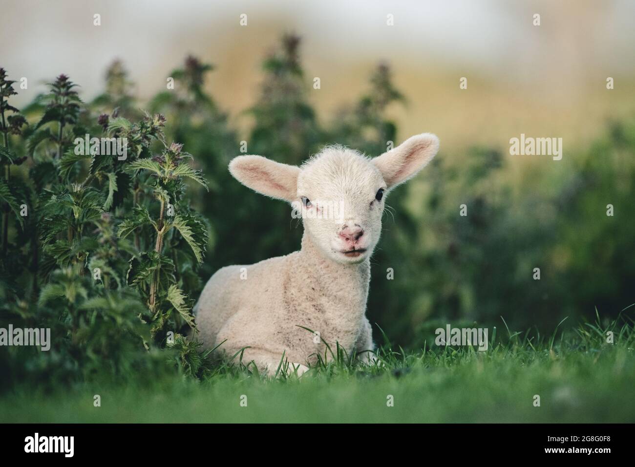 Giovane agnello primaverile che giace in un campo, Oxfordshire, Inghilterra, Regno Unito, Europa Foto Stock