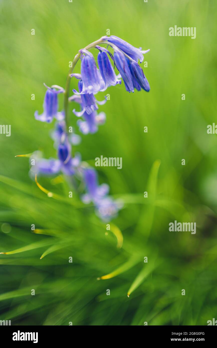 Bluebells in un Bluebell Wood in Oxfordshire, Inghilterra, Regno Unito, Europa Foto Stock