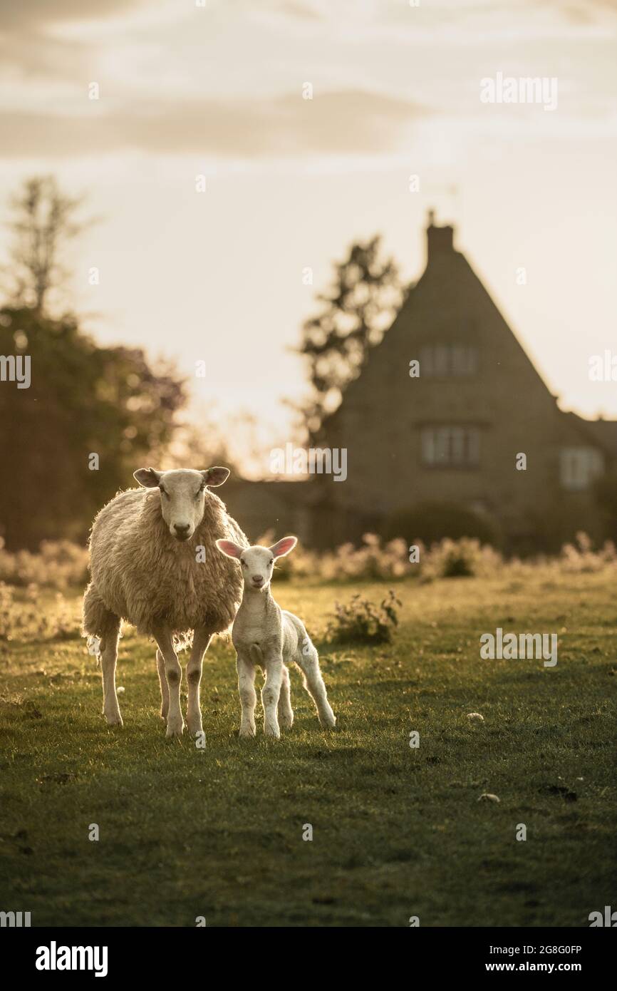 Giovane agnello e madre con la casa colonica sullo sfondo in Oxfordshire, Inghilterra, Regno Unito, Europa Foto Stock