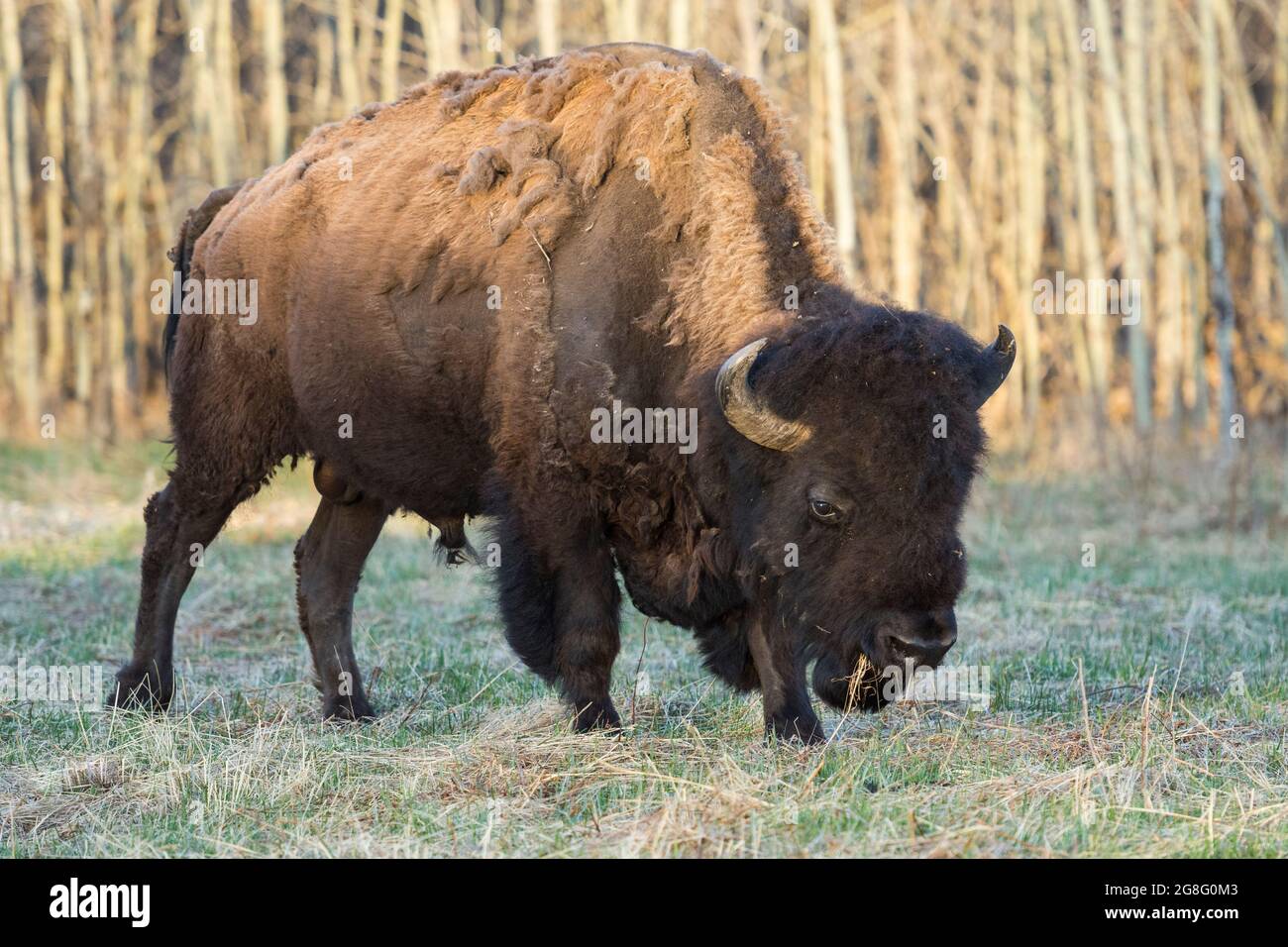 Plains Bison Shedding pelliccia invernale in primavera, Elk Island National Park, Alberta, Canada, Nord America Foto Stock