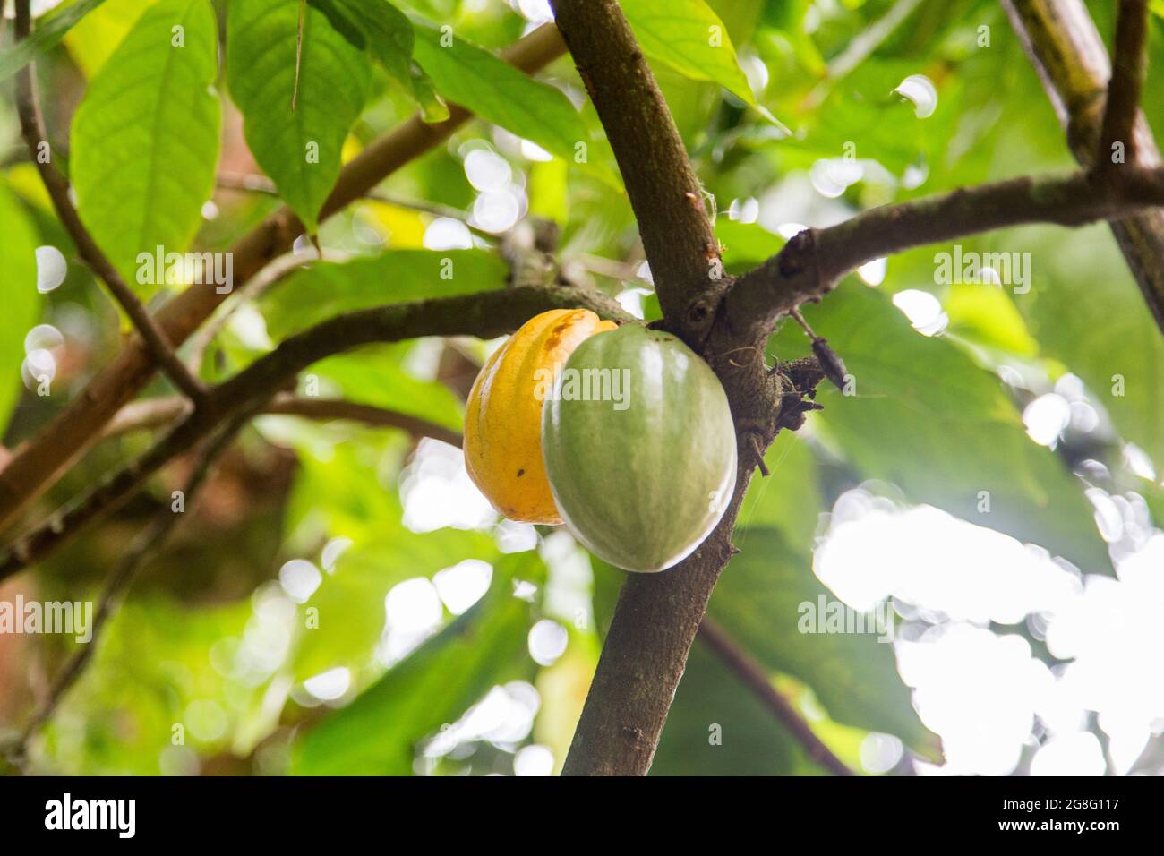 cacao (frutto da cui i semi vengono presi per fare il cioccolato) ancora nell'albero di cacao. Foto Stock