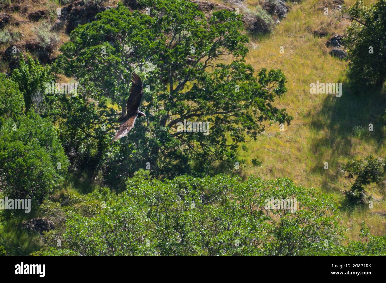 SUNOL VALLEY CA, STATI UNITI - 11 maggio 2017: Una vista di un uccello che vola su una bella posizione per escursioni (mente i serpenti Foto Stock