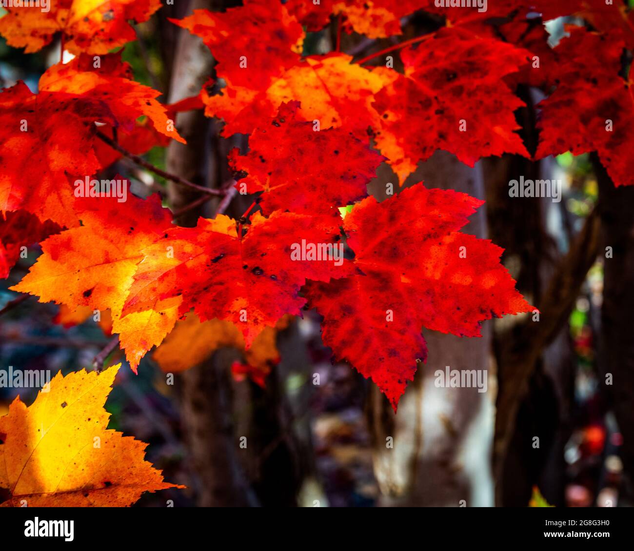 l'acero lascia in tutta la loro bellezza in cambio di colore durante l'autunno Foto Stock