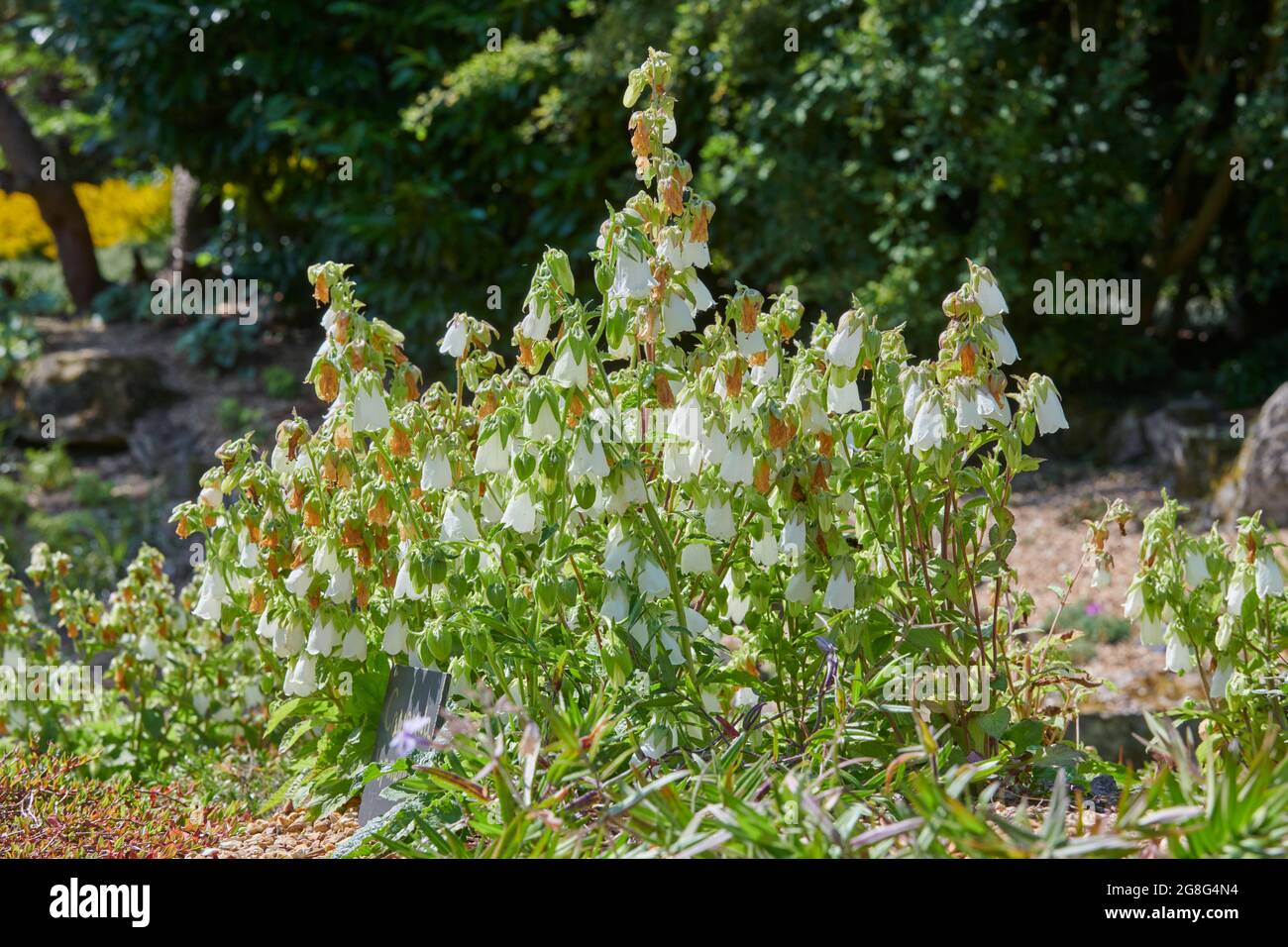 campanula hofmannii in pieno fiore su uno sperone roccioso. REGNO UNITO, GB. Foto Stock