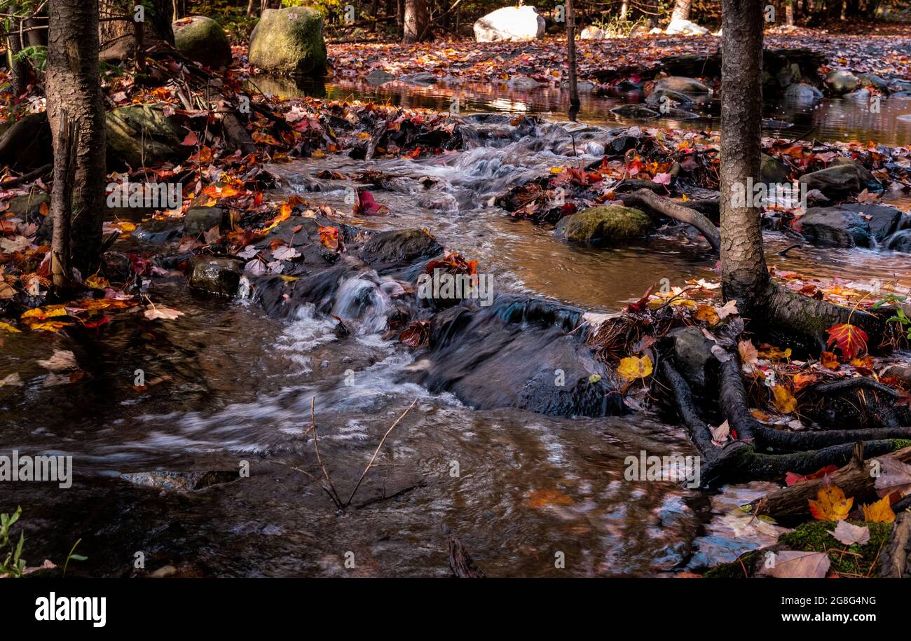 ruscello in rapido movimento con foglie cadenti della caduta Foto Stock