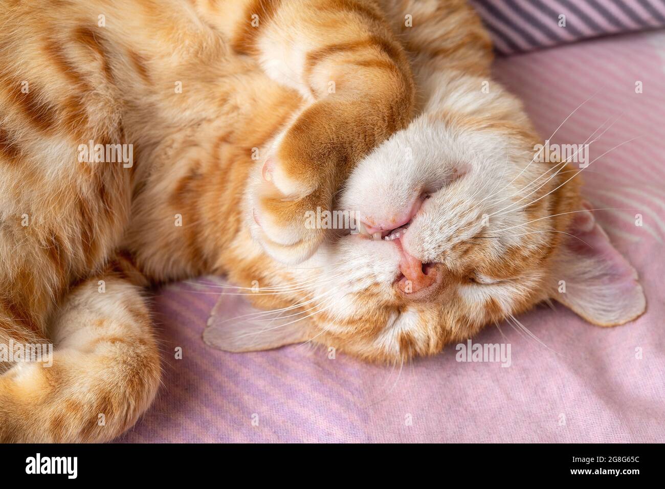 Gatto bianco zenzero adulto che dorme dolcemente con la testa capovolta. Gatto domestico arricciato e pacificamente pappando a casa. PET vita quotidiana. Vista dall'alto. Foto Stock