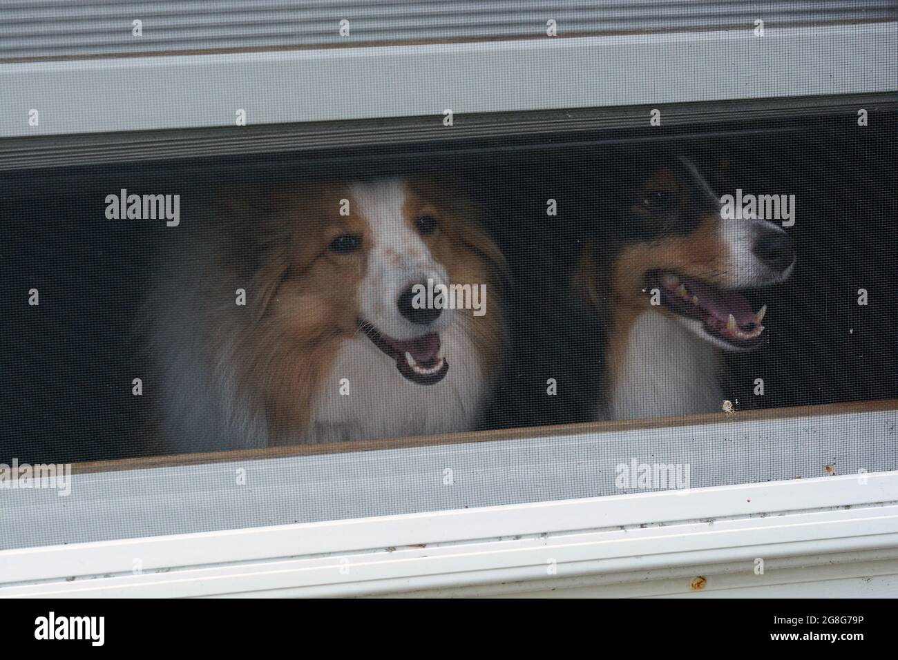 Due cani da pastore Shetland (shelties) che si affaccia su una finestra di una casa. Foto Stock