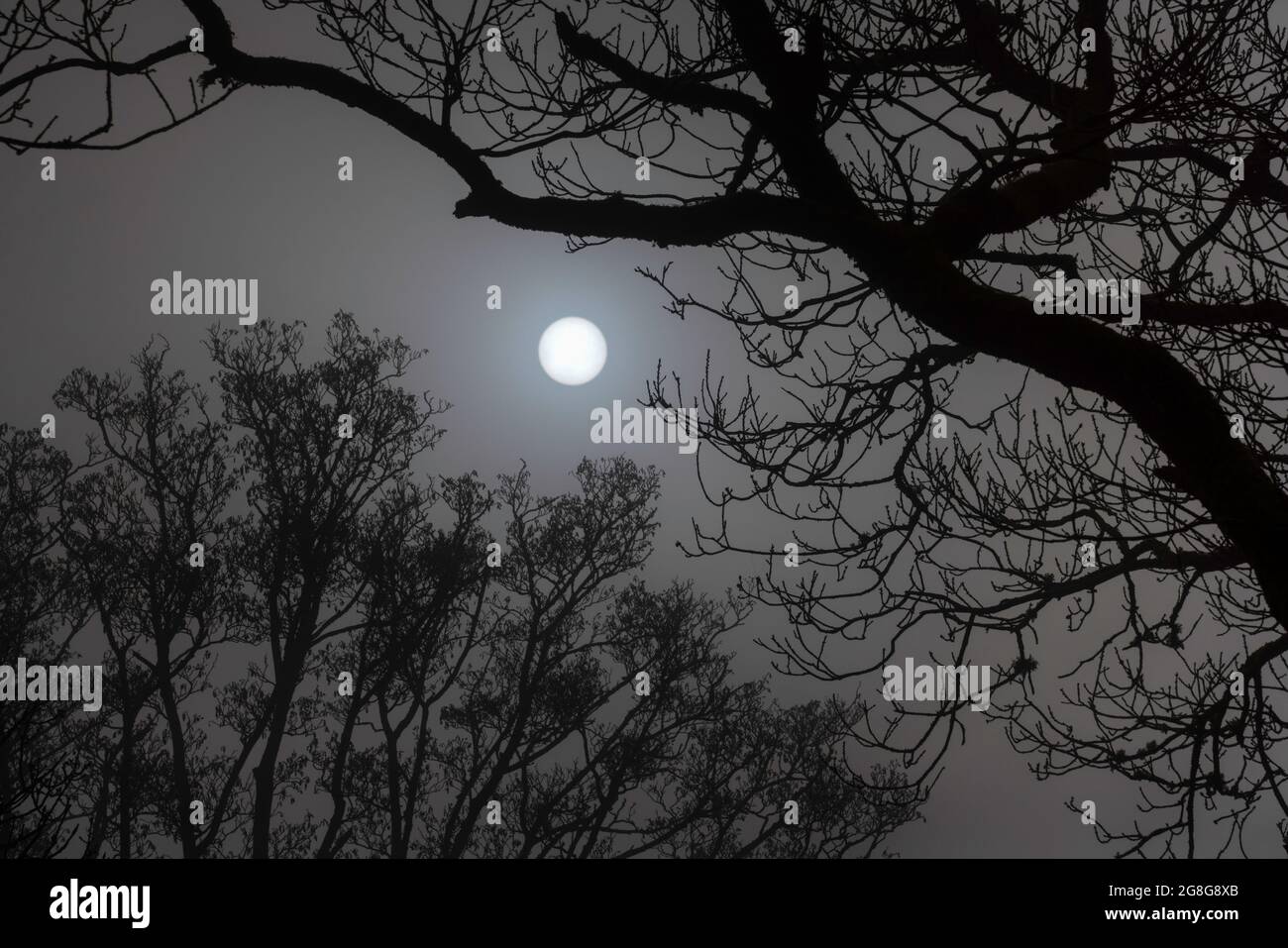 Il sole assomiglia a una luna piena mentre cerca di rompere attraverso una forte inversione di nuvola, creando una silhouette di alberi vicino Buttermere e Crummock Water Foto Stock