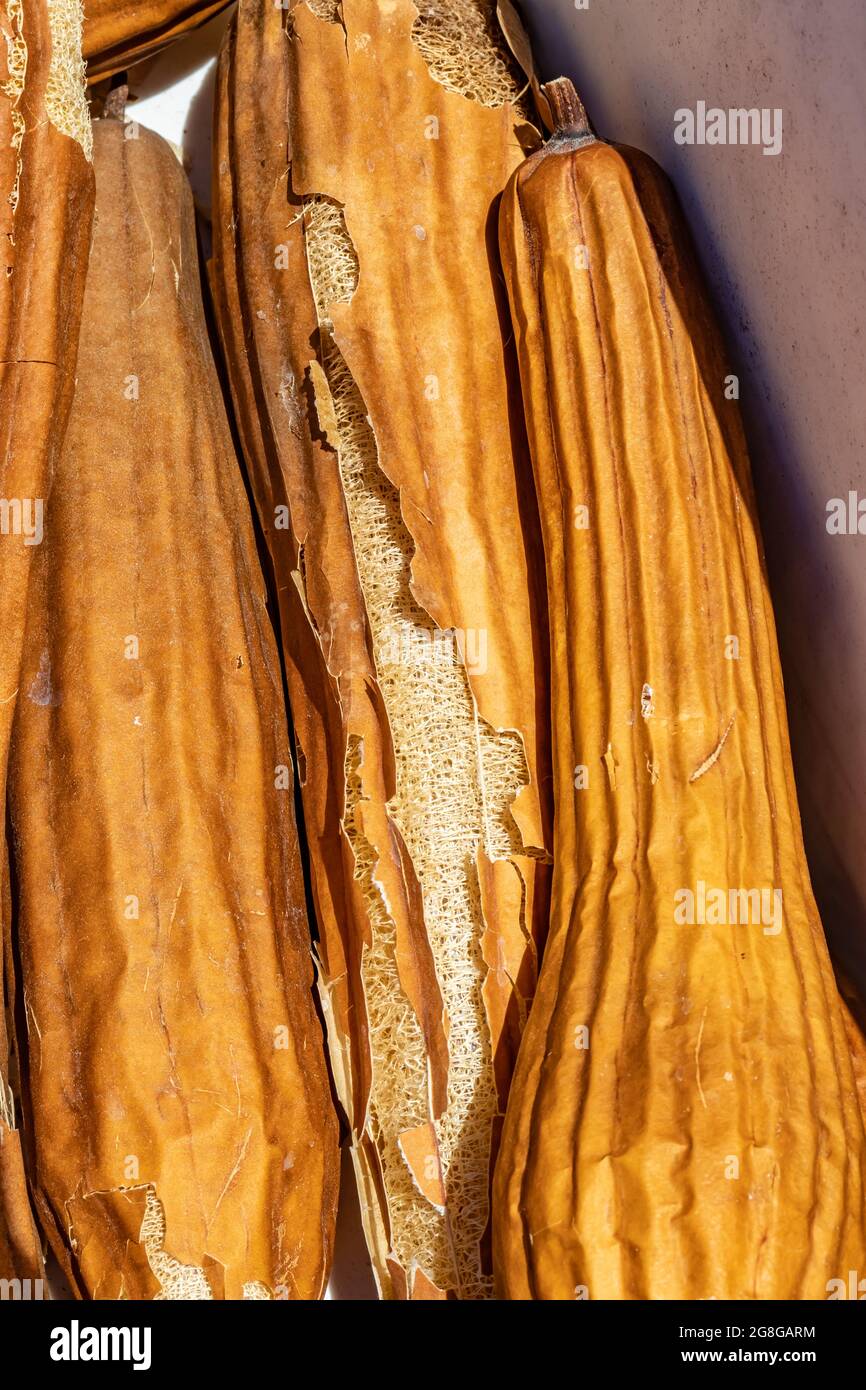 Spugna in Luffa per pulizia piatti e stoviglie