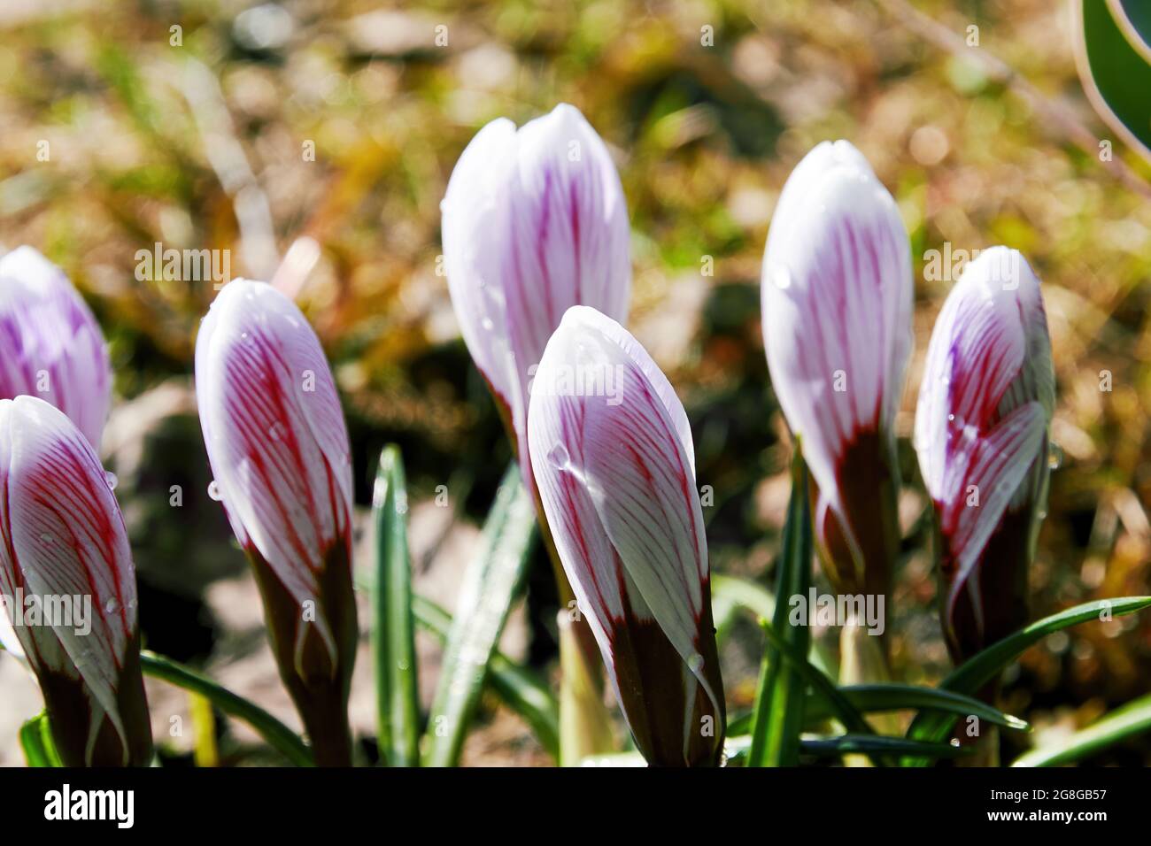 Piccoli nuovi fiori rosa di Crocus sul prato selvaggio. Sfondi di erbe estive Foto Stock