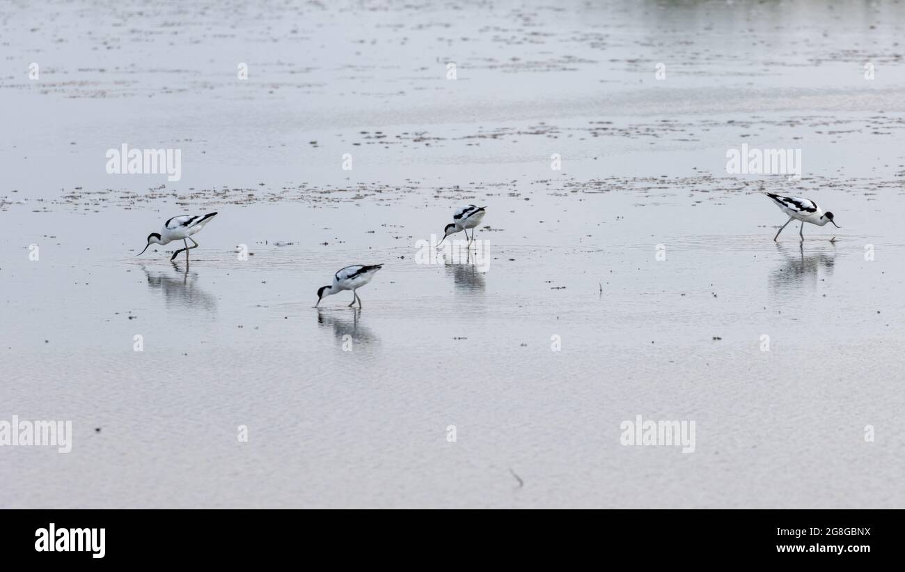 Un bel gregge di avoceti, uccelli che guazzano, in acqua a Norfolk, Regno Unito Foto Stock