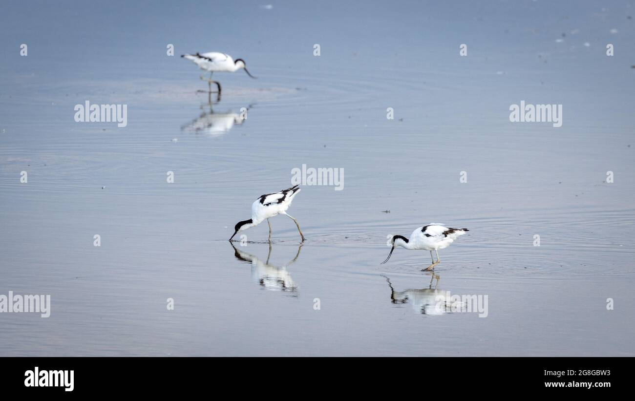 Un bel gregge di avoceti, uccelli che guazzano, in acqua a Norfolk, Regno Unito Foto Stock