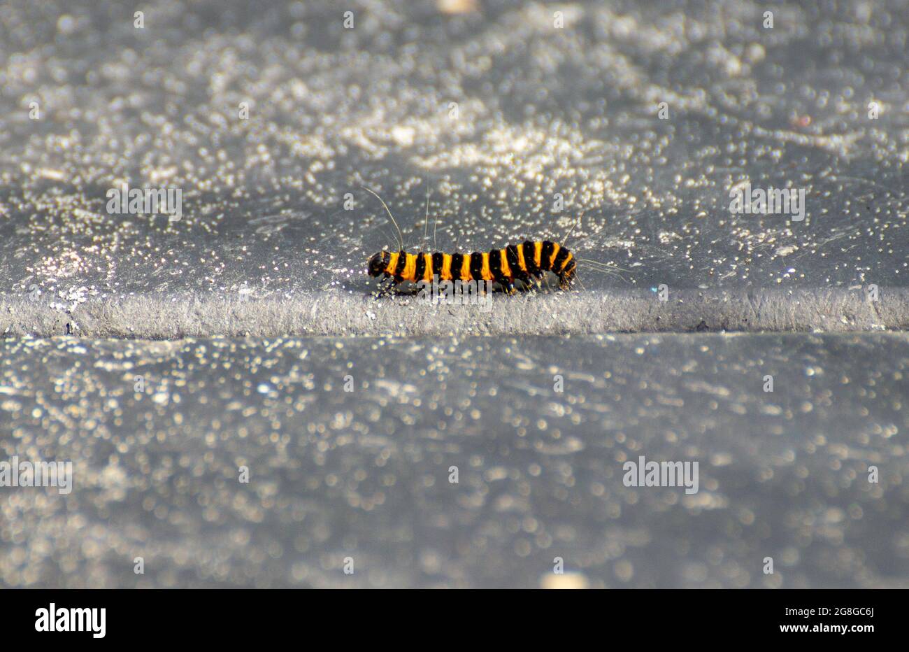 Primo piano di un caterpillar giallo-nero Foto Stock