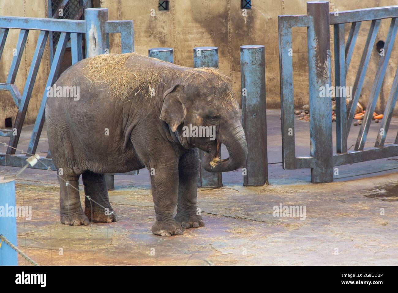 il grande elefante grigio mangia fieno allo zoo Foto Stock