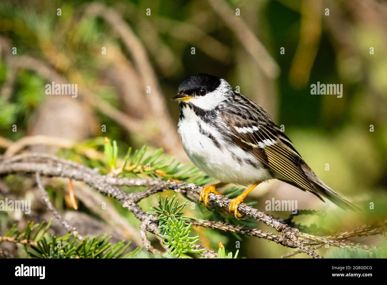 Blackpoll Warbler arroccato su un albero di pino nell'Alaska centro-meridionale. Foto Stock