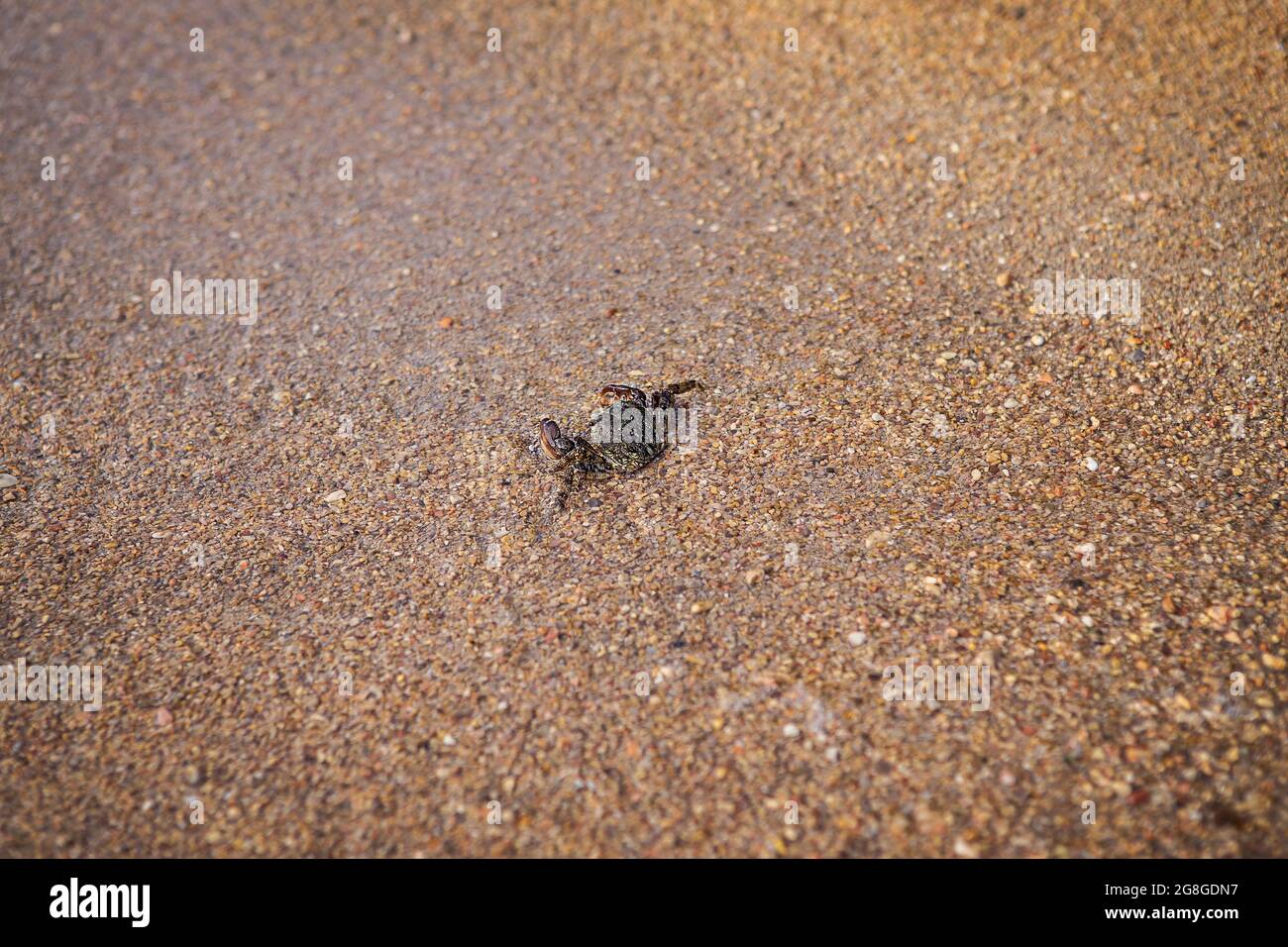 Un piccolo granchio di mare corre lungo la sabbia fine fino al mare. La marea dell'onda Foto Stock