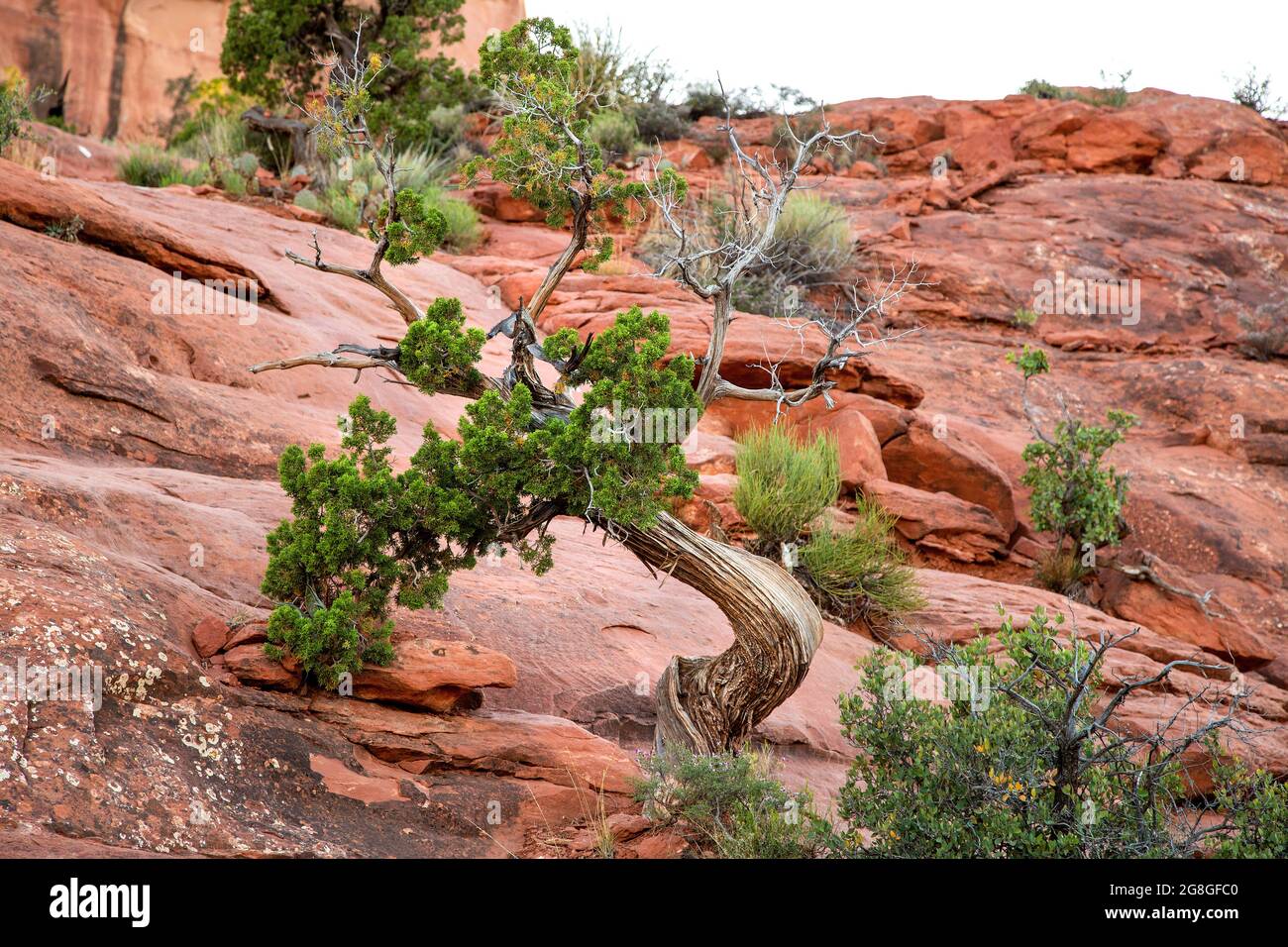 Gnarled juniper Bush con rami vivi e morti si piega all'indietro per crescere nella arida roccia rossa Sedona. Albero di ginepro danzante nell'alto deserto. Foto Stock