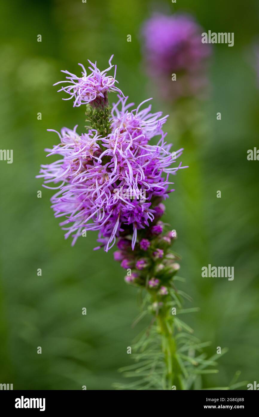 Fiore selvatico stella Foto Stock