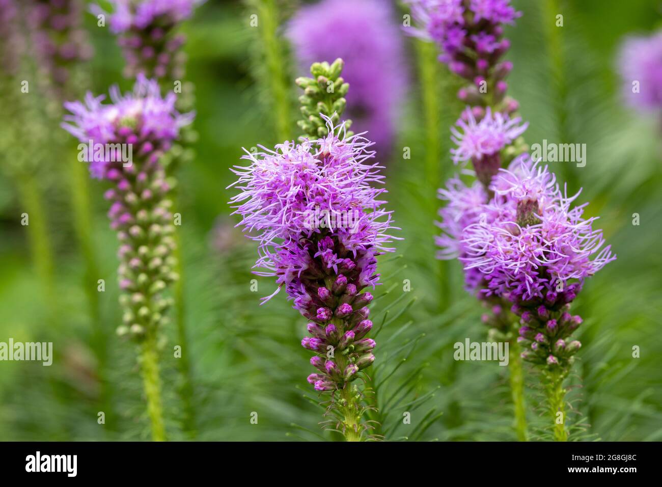 Fiore selvatico stella Foto Stock