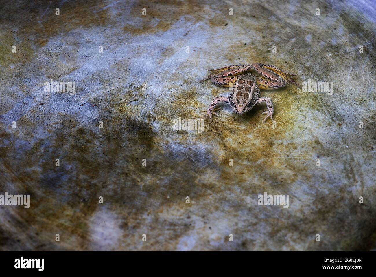 Una piccola rana si raffredda in acqua di un cortile birdbath. Foto Stock