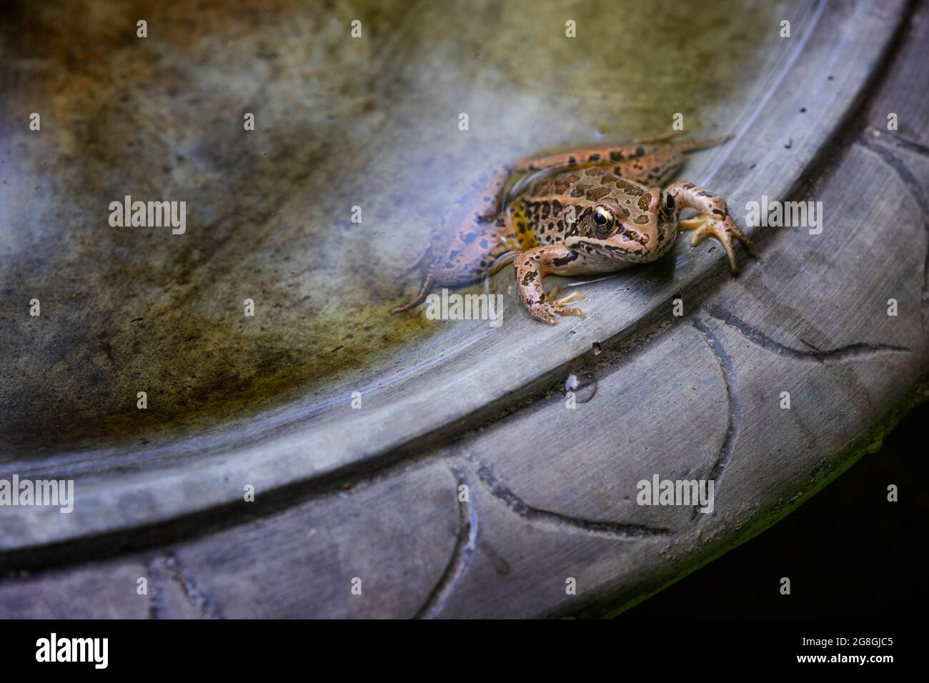 Una piccola rana si raffredda in acqua di un cortile birdbath. Foto Stock