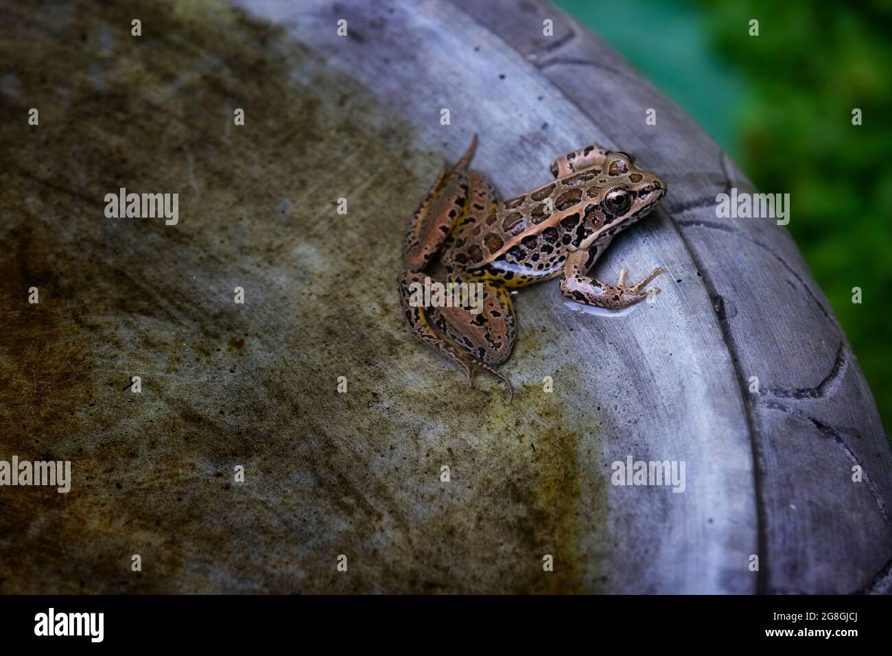 Una piccola rana si raffredda in acqua di un cortile birdbath. Foto Stock