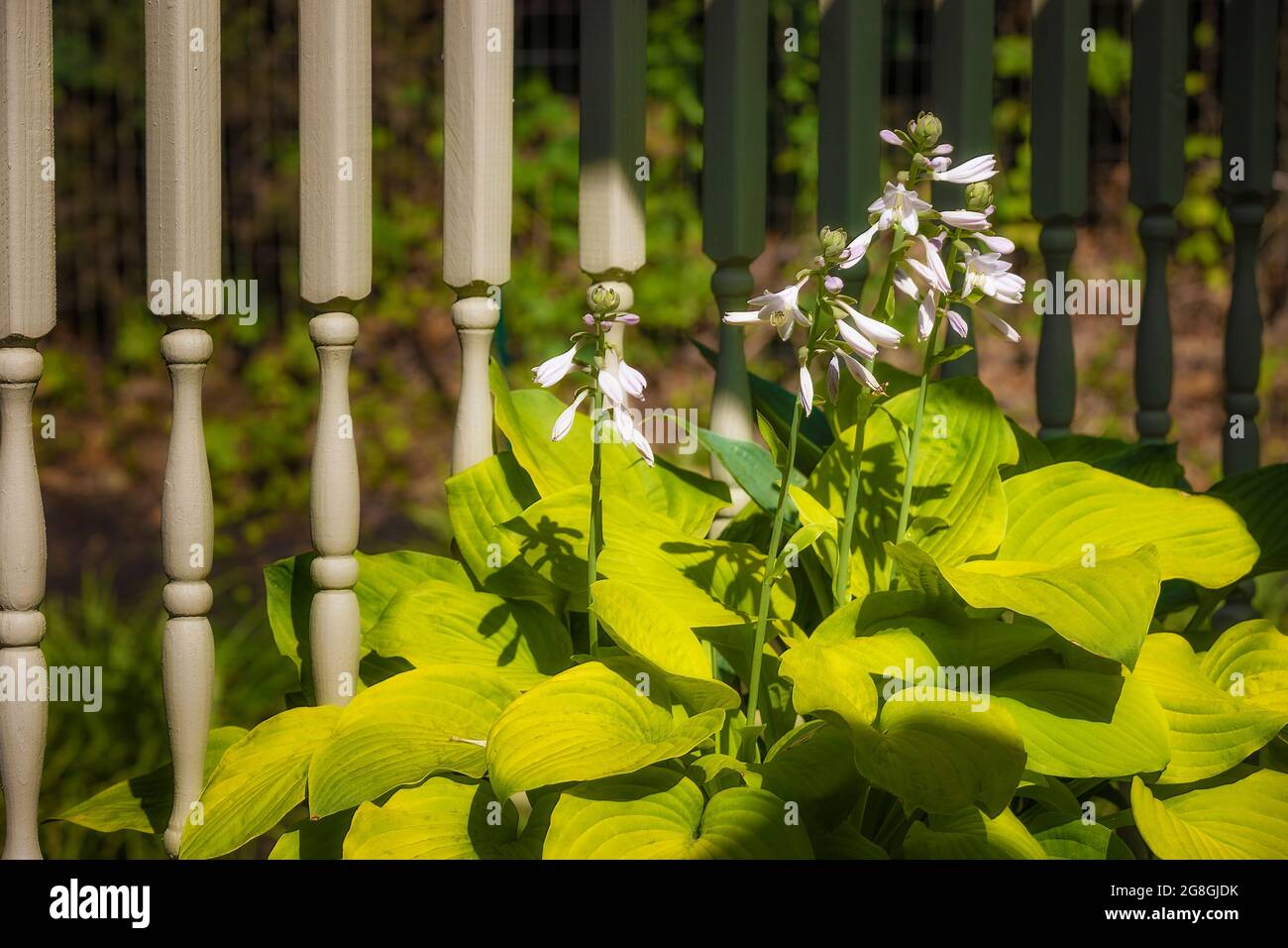 Fiori delicati su lunghi steli di una pianta di Hosta su un ponte. Foto Stock