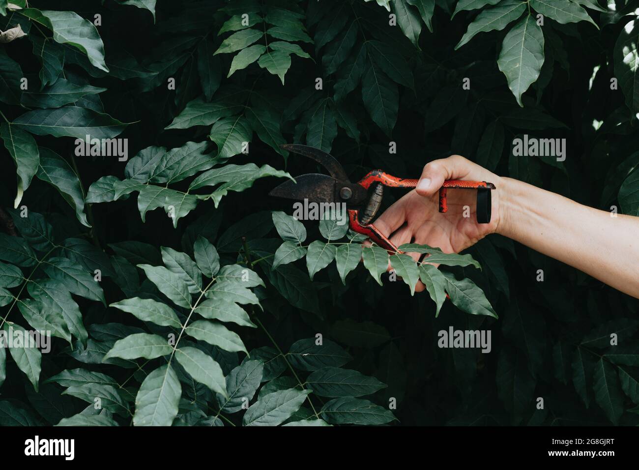 Persona potando un cespuglio di giardino usando una cesoia di metallo ad un giardino Foto Stock