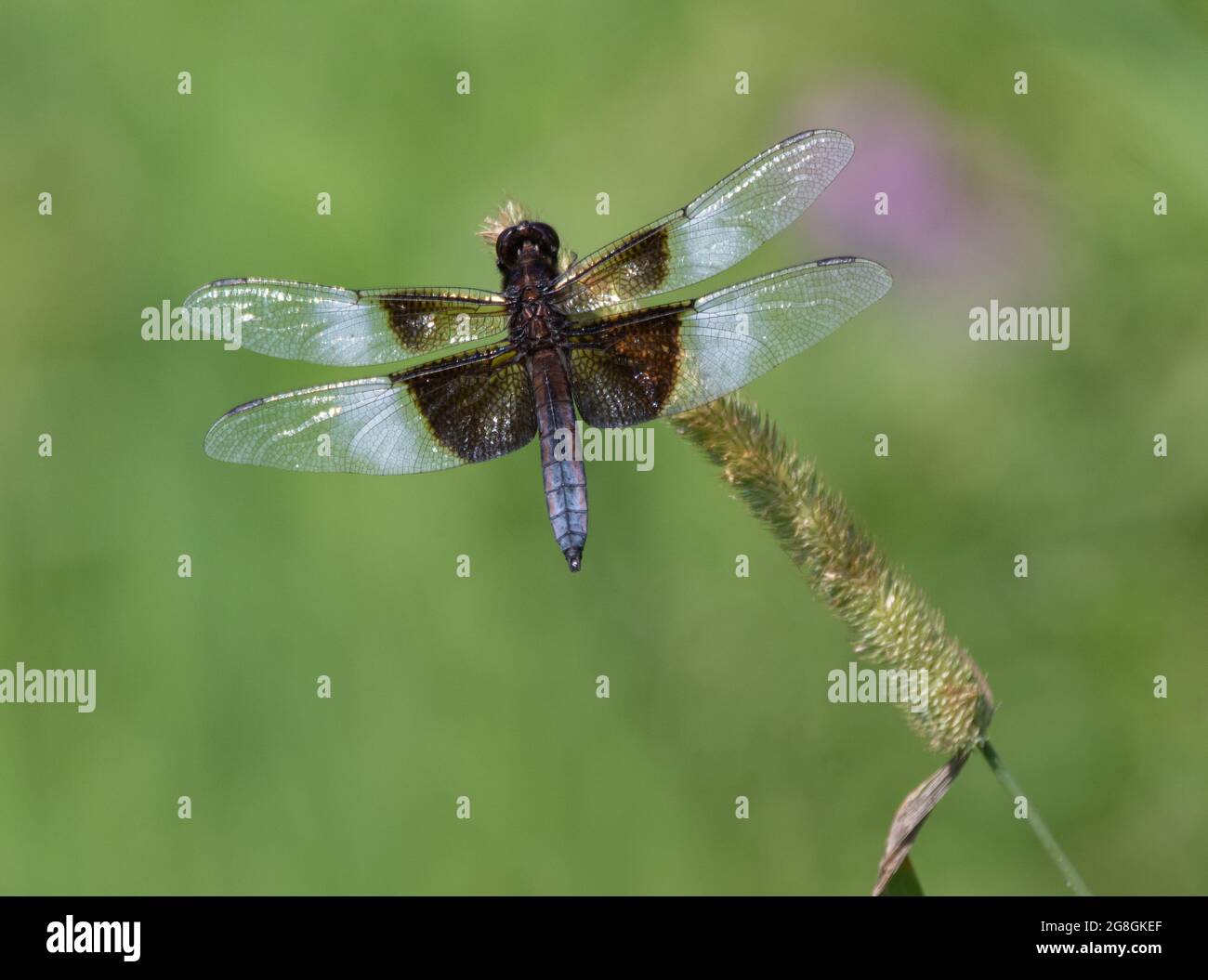 Un Widow Skimmer (Libellula lutuosa) su una palude di Muskoka Ontario Foto Stock
