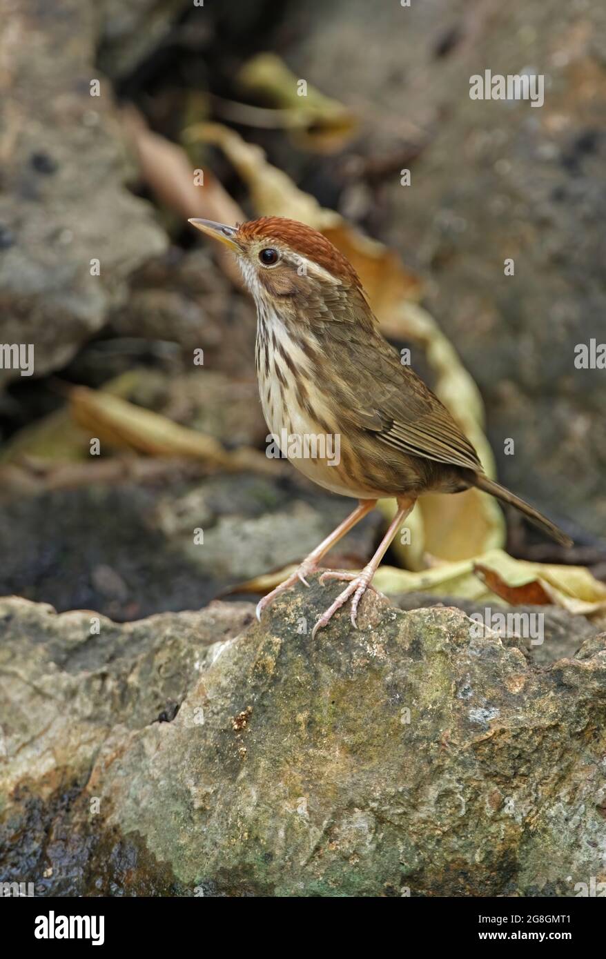 Babbler (Pellorneum ruficeps) adulto arroccato sulla roccia Kaeng Krachan, Thailandia Febbraio Foto Stock