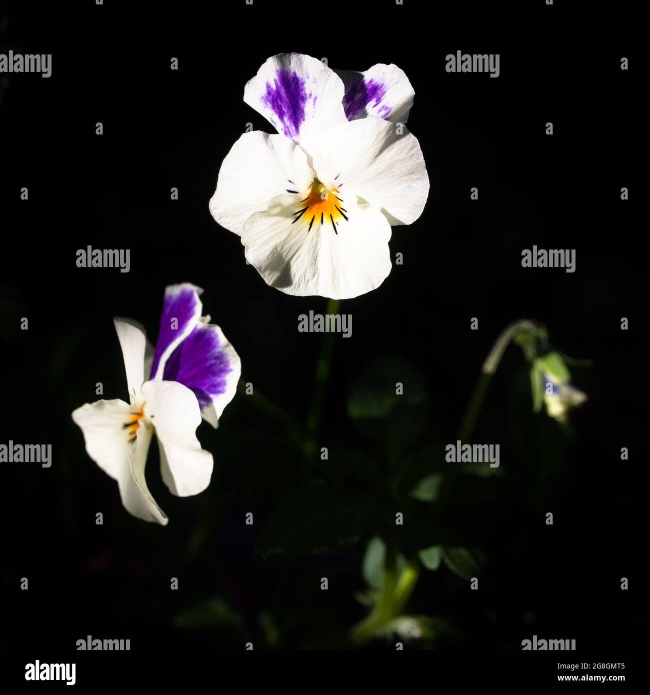 Bianco e viola corno pansy (Viola cornuta), sfondo scuro Foto Stock