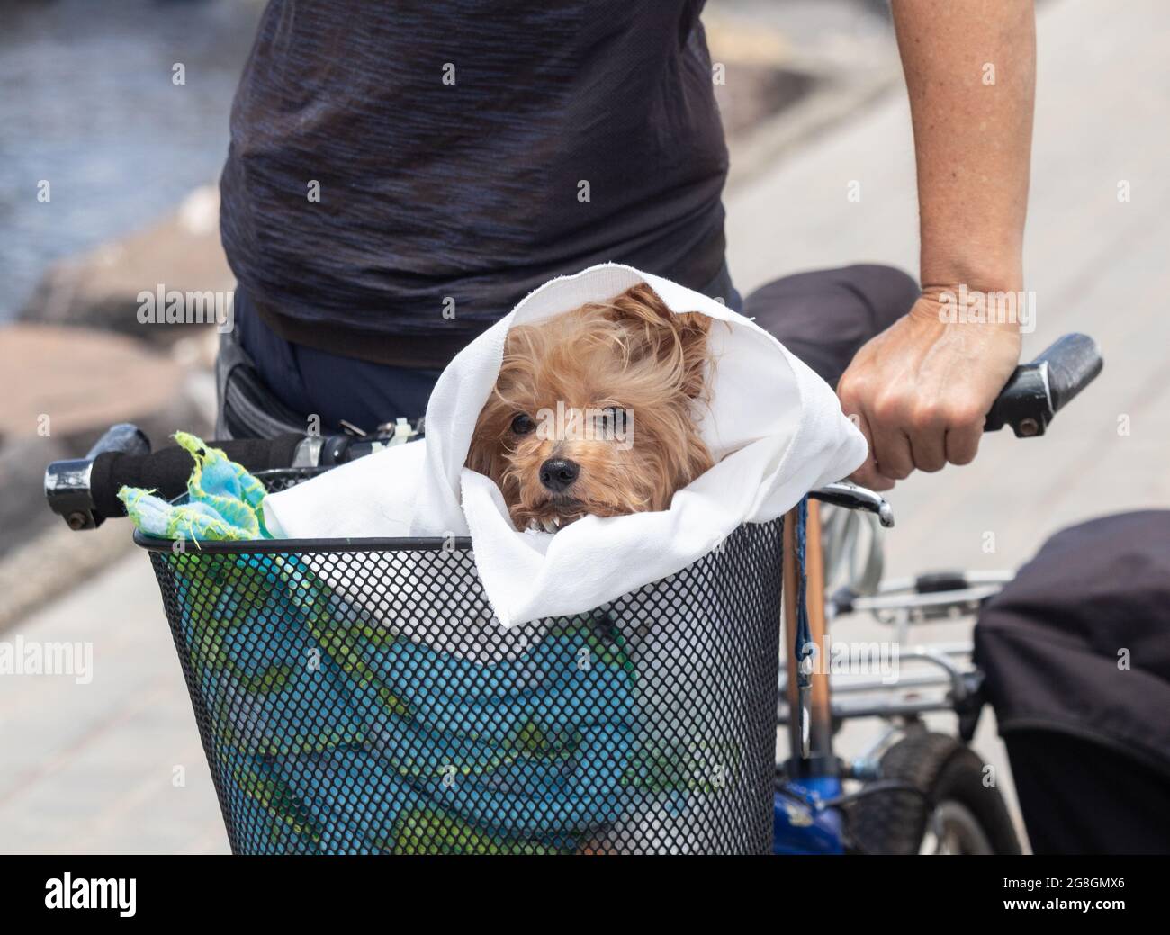 Yorkshire terrier in cestino di fronte alla bicicletta. Foto Stock