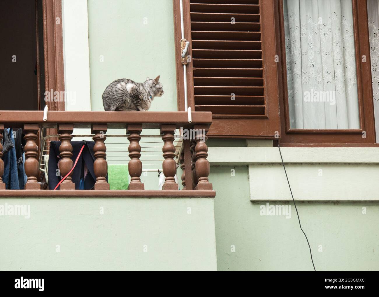 Cat sul balcone dell'appartamento Foto Stock