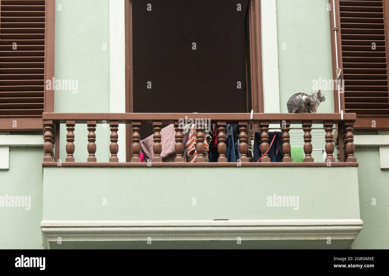 Cat sul balcone dell'appartamento Foto Stock